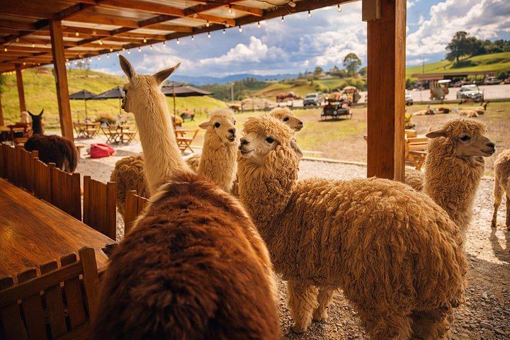 Guatapé, El Peñol Rock, El Retiro and Tequendamita Falls Private Tour (10/12)