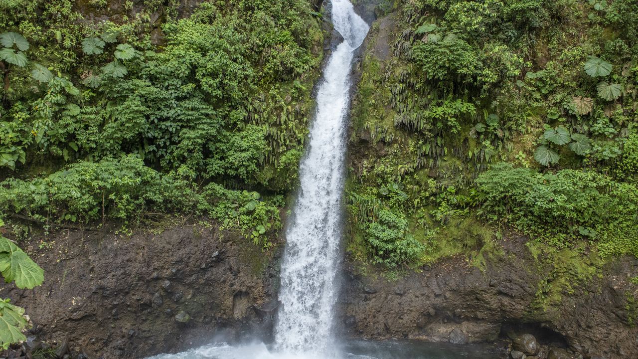A tall waterfall drops into a pool among ferns and rainforest trees, La Paz Waterfall Gardens, Costa Rica