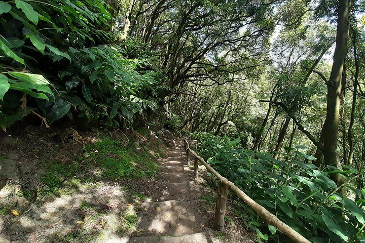 Moinho do Félix Waterfall Hike with Gorreana Tea Plantation Visit, Sao Miguel (9/12)