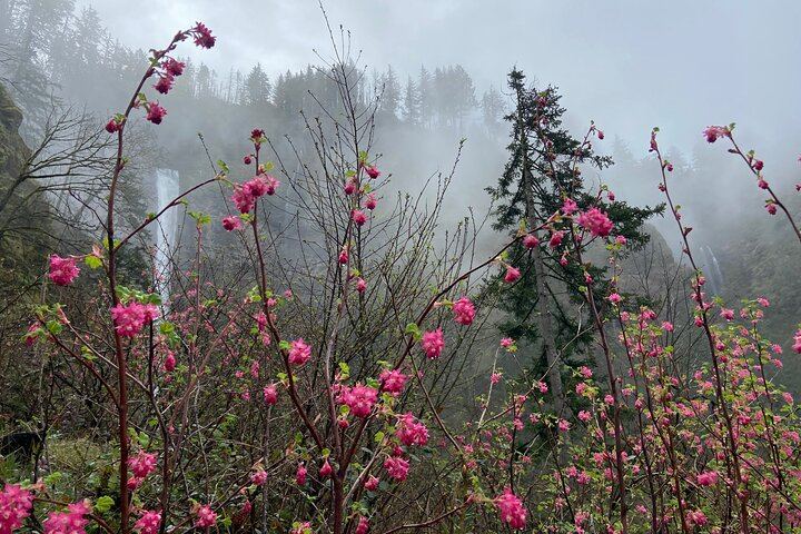 Half-Day Columbia Gorge Waterfall Hikes with Local Legends, Portland Pickup (6/7)