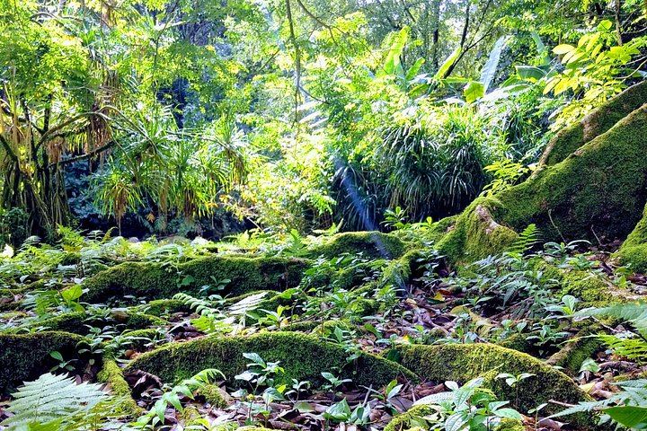 Halfway to Hana by Lincoln Navigator SUV: Waterfalls and Keanae, 6.5 Hours (10/12)