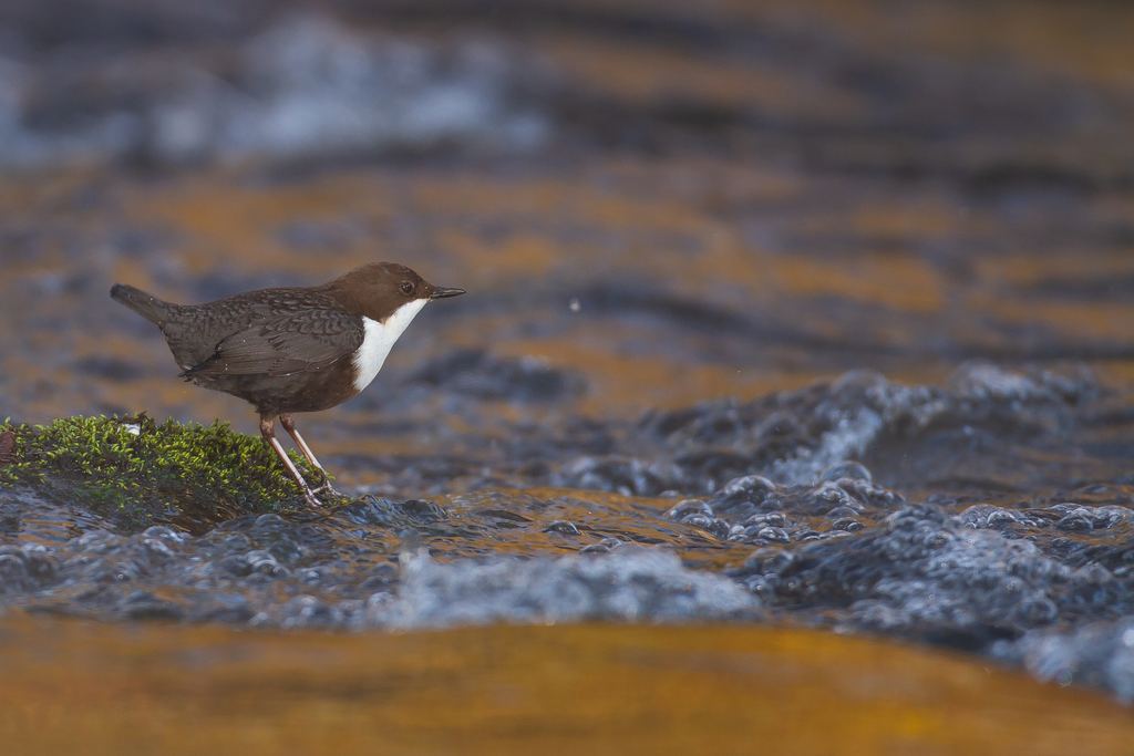 A white-throated dipper standing on a mossy rock in fast water