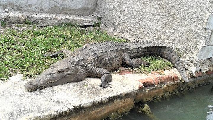 YS Falls, Buffet Lunch and Black River Safari from Montego Bay or Grand Palladium (3/12)
