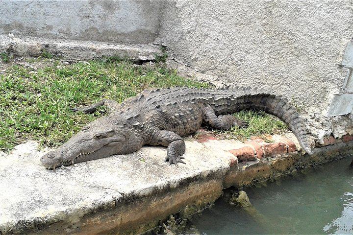 YS Falls, Buffet Lunch and Black River Safari from Montego Bay or Grand Palladium (3/12)