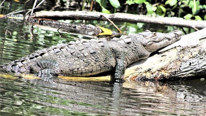 YS Falls, Buffet Lunch and Black River Safari from Montego Bay or Grand Palladium (4/12)