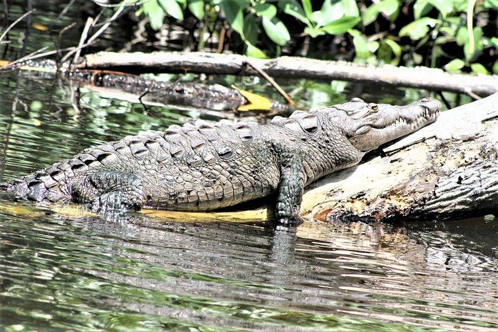 YS Falls, Buffet Lunch and Black River Safari from Montego Bay or Grand Palladium (4/12)
