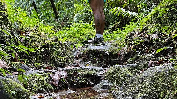 Two-Hour Wild Plant and Wildlife Hike to Middleham Falls with a Local Forager (4/12)