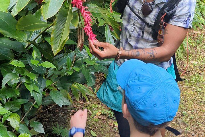 Two-Hour Wild Plant and Wildlife Hike to Middleham Falls with a Local Forager (9/12)
