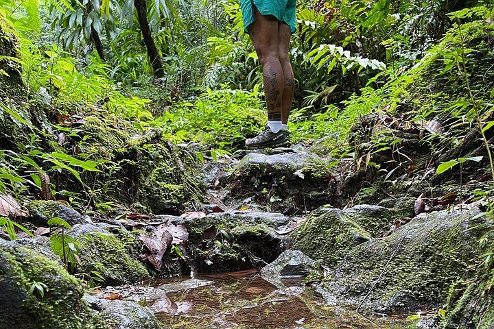 Two-Hour Wild Plant and Wildlife Hike to Middleham Falls with a Local Forager (4/12)