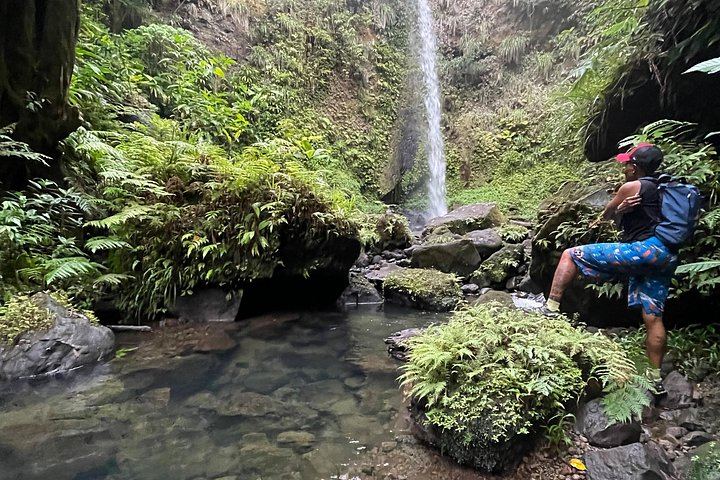 Two-Hour Wild Plant and Wildlife Hike to Middleham Falls with a Local Forager (5/12)