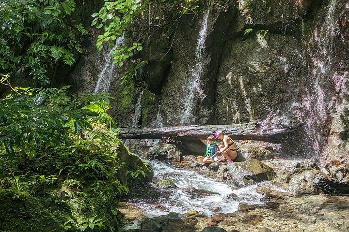 Two-Hour Wild Plant and Wildlife Hike to Middleham Falls with a Local Forager (6/12)