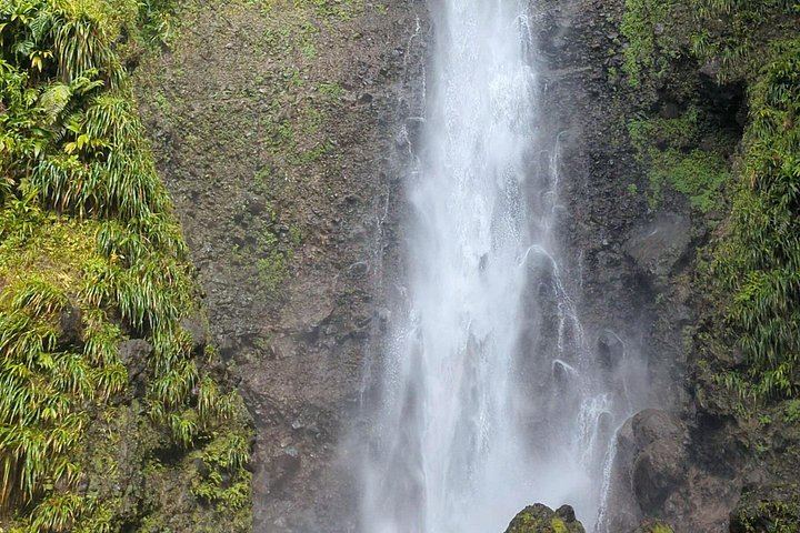 Two-Hour Wild Plant and Wildlife Hike to Middleham Falls with a Local Forager (7/12)