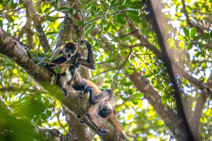 Private Pailas Loop Hike and Oropendola Waterfall Day from Avellanas and Junquillal (3/12)