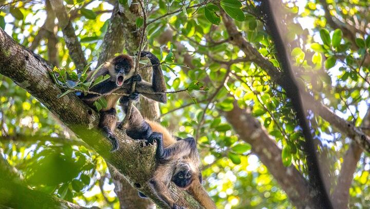 Private Pailas Loop Hike and Oropendola Waterfall Day from Avellanas and Junquillal (3/12)