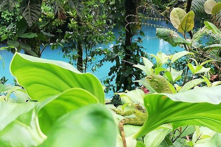 Rio Celeste Hike to Los Teñideros, Waterfall and River Swim at Don Alexis Farm (10/12)
