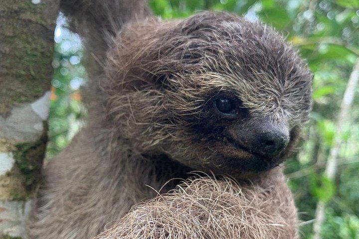 Llanos del Cortés Waterfall, Bijagua Sloths and Miravalles Volcano Hot Springs Mud Day (1/12)