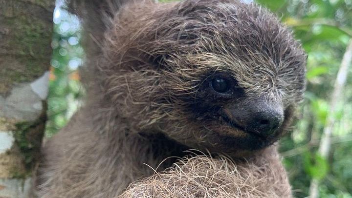 Llanos del Cortés Waterfall, Bijagua Sloths and Miravalles Volcano Hot Springs Mud Day (1/12)