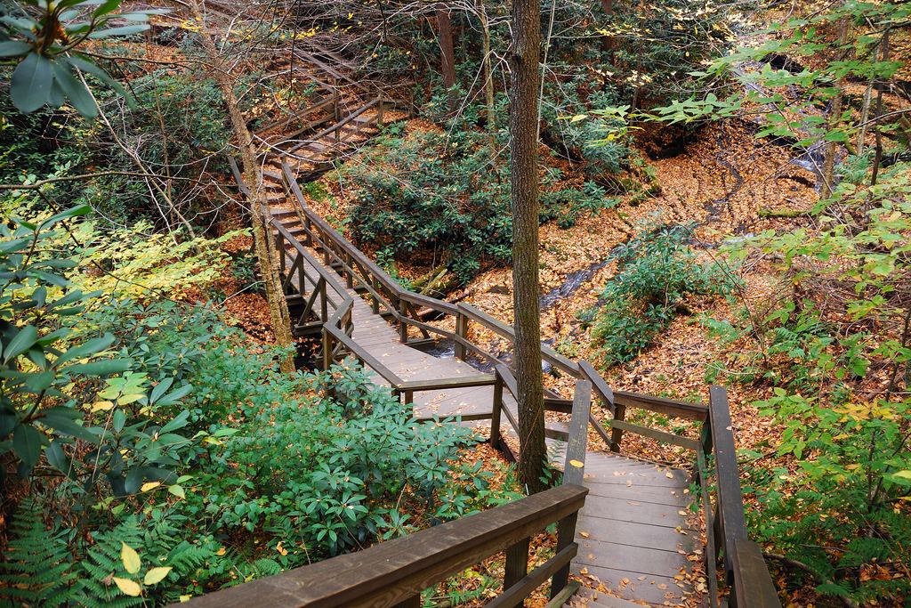 A wooden staircase with railings descending through an autumn forest