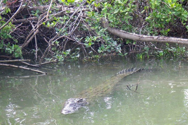 Private YS Falls and Black River Pontoon Safari Day Trip from Negril, Optional Zipline (9/9)