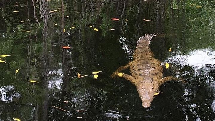 YS Falls, Black River Safari and Floyd's Pelican Bar Day Trip, Driver and Transport Only (4/5)