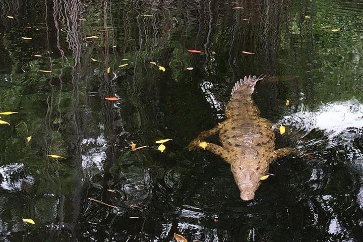 YS Falls, Black River Safari and Floyd's Pelican Bar Day Trip, Driver and Transport Only (4/5)