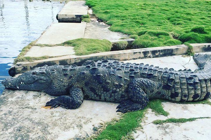 YS Falls, Black River Safari and Floyd's Pelican Bar Day Trip, Driver and Transport Only (5/5)