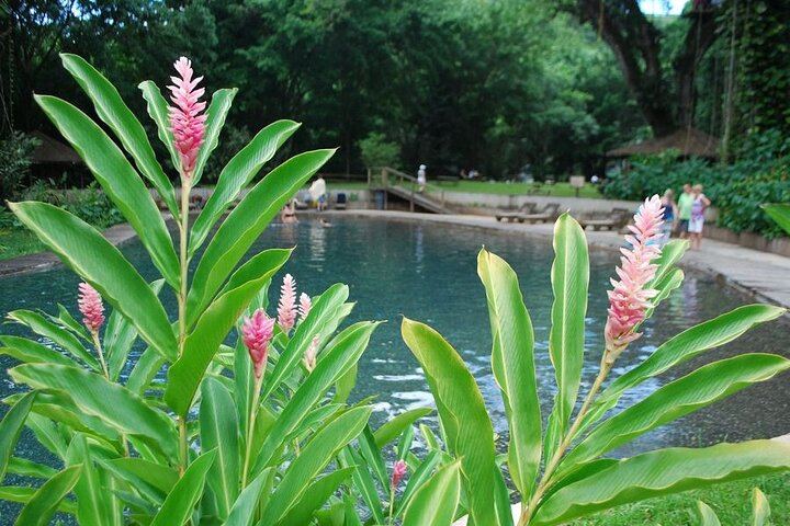 Appleton Estate Rum, Black River Safari and YS Falls from Montego Bay or Negril (6/12)